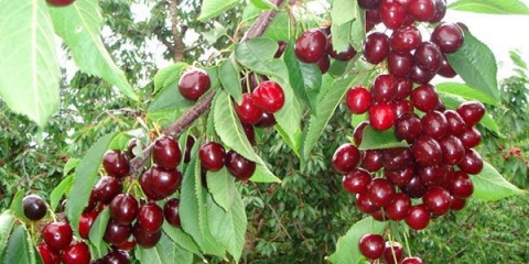 Pravilna sadnja i njega trešnje volovsko srce